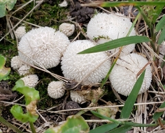 Lycoperdon curtisii