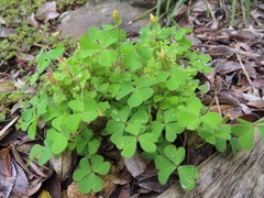 Oxalis perennans