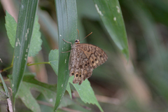 Neope goschkevitschii