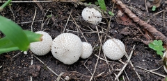 Lycoperdon curtisii