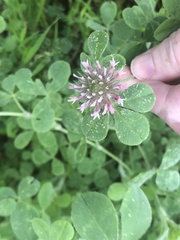 Trifolium hirtum