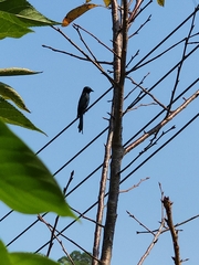 Dicrurus macrocercus harterti