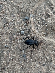 Coelocnemis dilaticollis