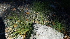 Equisetum telmateia