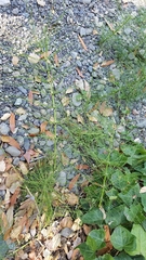 Equisetum telmateia