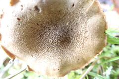 Cystoderma