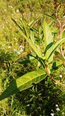 Asclepias incarnata