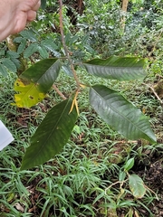 Myristica inutilis