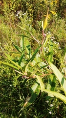 Asclepias incarnata