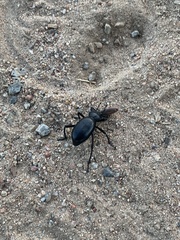 Coelocnemis dilaticollis