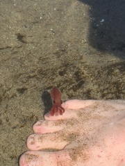 Enteroctopus dofleini