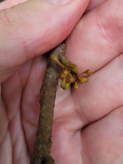 Myristica inutilis