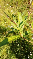 Asclepias incarnata
