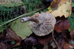 Cystoderma