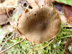 Cystoderma