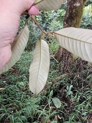 Myristica inutilis