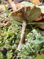 Cystoderma