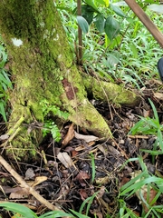 Myristica inutilis