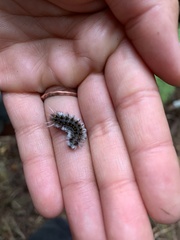 Lophocampa roseata