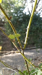 Rosa gymnocarpa