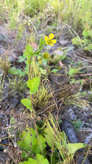Geum macrophyllum