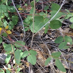 Desmodium grahamii