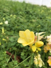 Freesia