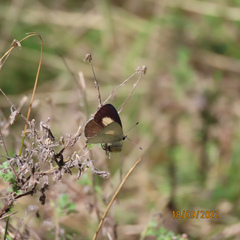 Candalides xanthospilos