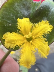 Nymphoides fallax