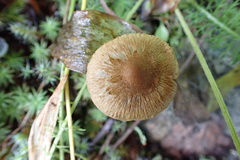 Inocybe flocculosa