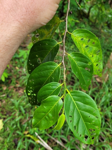 Flueggea flexuosa observed 2022-09-18