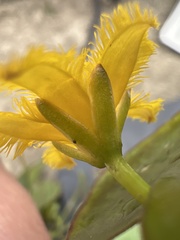 Nymphoides fallax