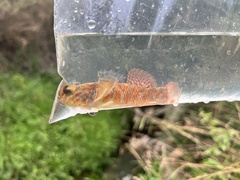 Gobiomorphus huttoni