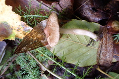 Inocybe flocculosa