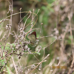 Candalides xanthospilos