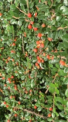 Cotoneaster horizontalis
