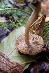 Inocybe flocculosa