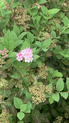 Spiraea japonica