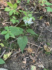 Eurybia divaricata
