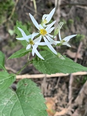 Eurybia divaricata