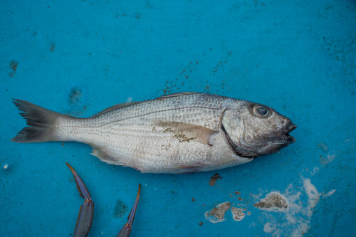 Yellowstripe grunt (Haemulopsis axillaris) — Haemulidae