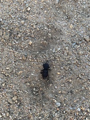 Phloeodes diabolicus