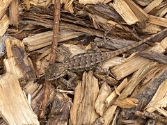 Sceloporus occidentalis bocourtii