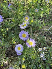 Brachyscome multifida