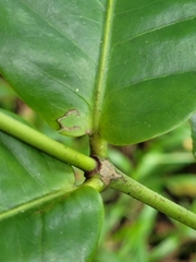 Ixora