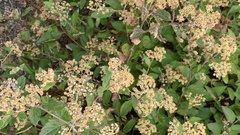Spiraea japonica