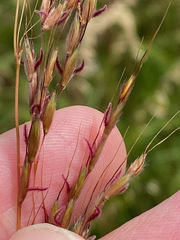 Andropogoneae