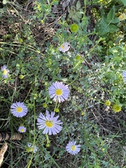 Brachyscome multifida