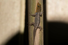 Gonatodes caudiscutatus