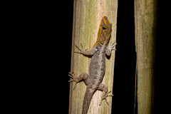 Gonatodes caudiscutatus